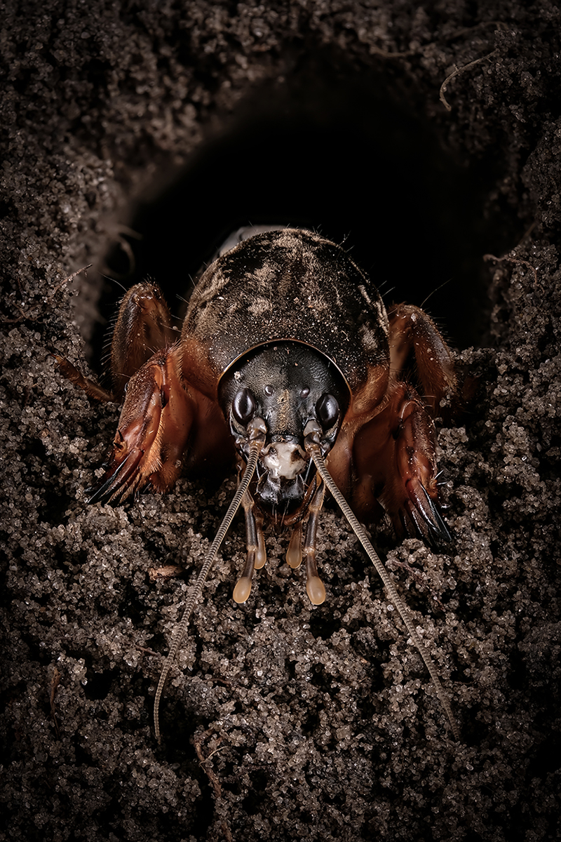 Медведка (Gryllotalpidae)
