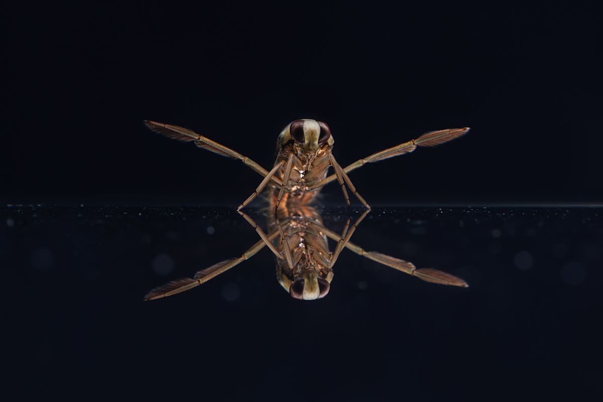 Отражение в воде гладыш (лат. Notonectidae)