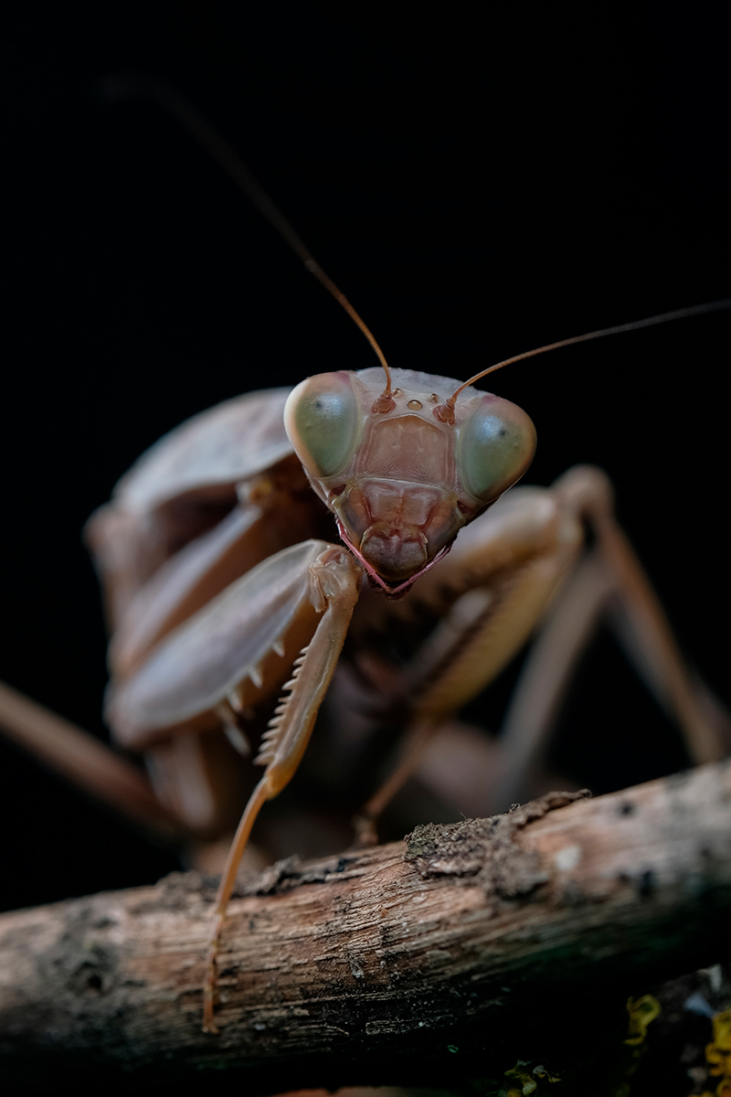 Обыкновенный богомол (лат. Mantis religiosa)
