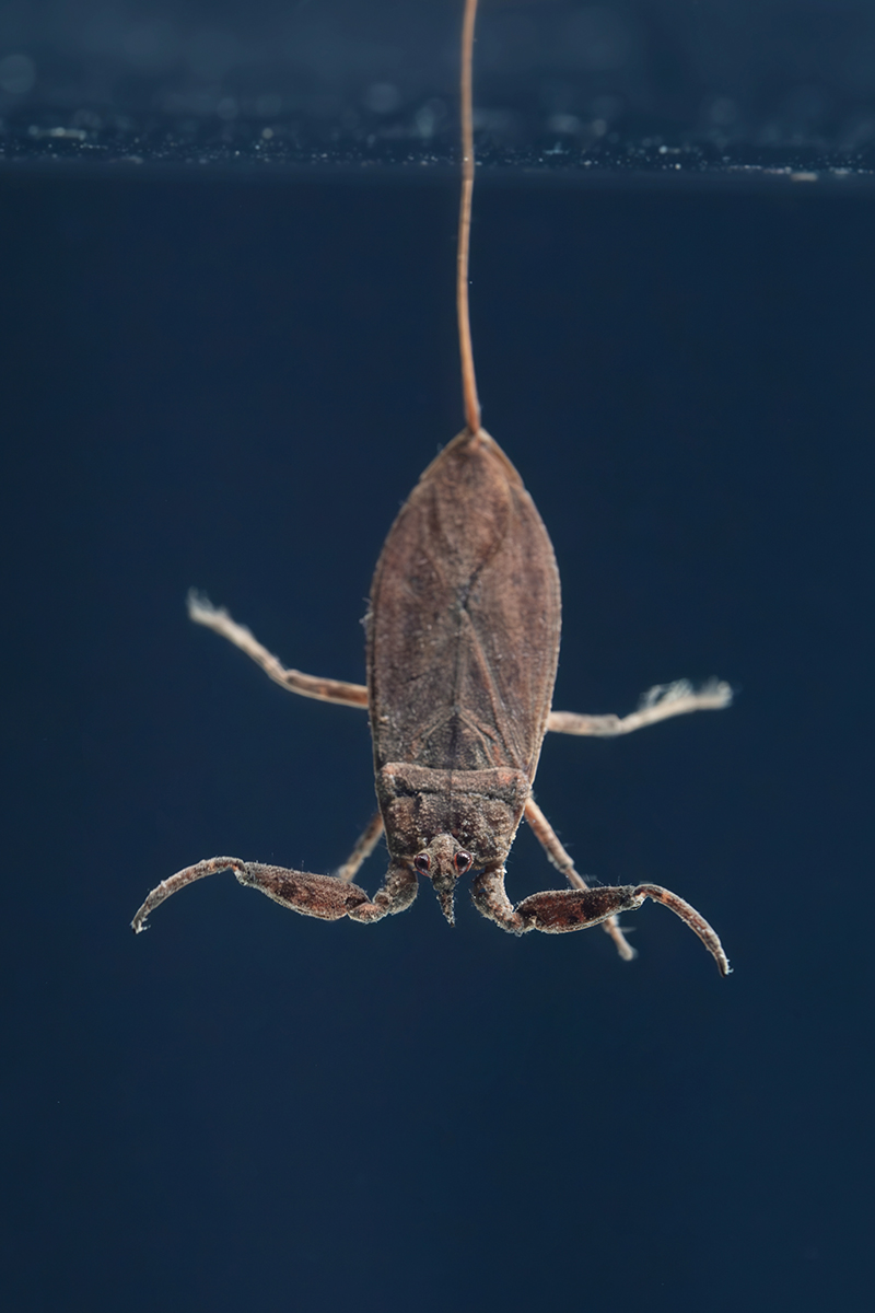 Водяной скорпион (лат. Nepa cinerea)