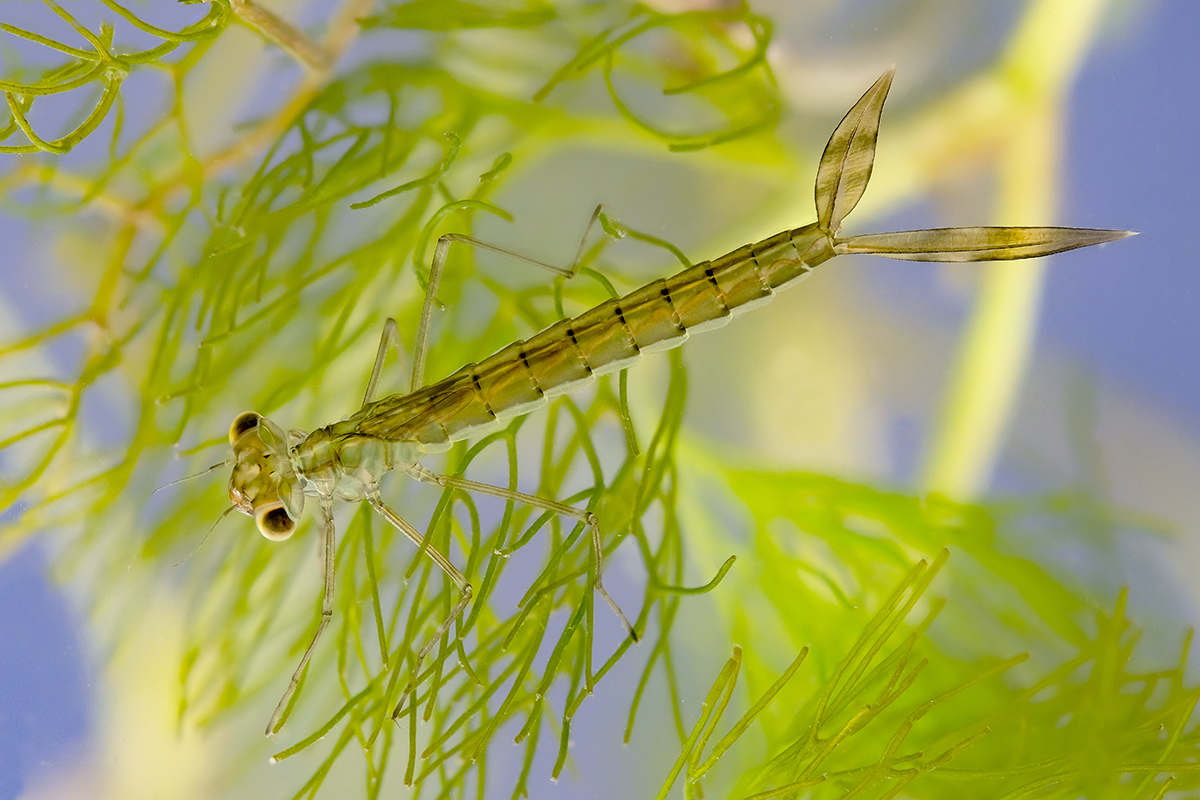 Личинка стрекозы-стрелки (Coenagrionidae)
