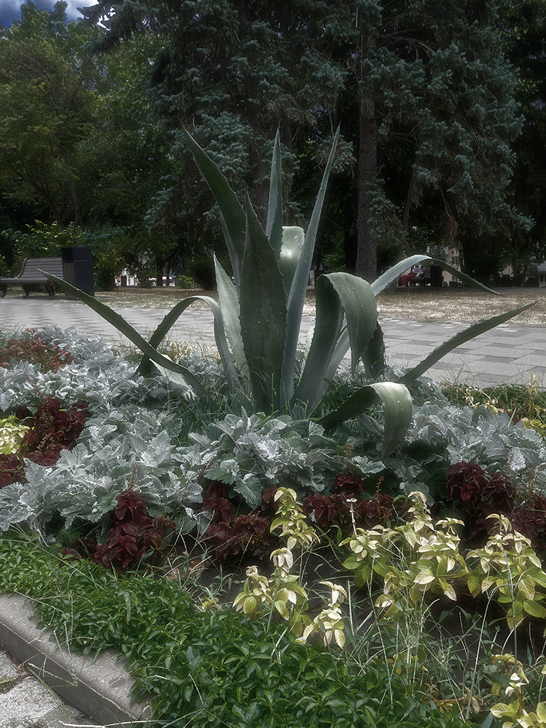 Клумба знойным летом.