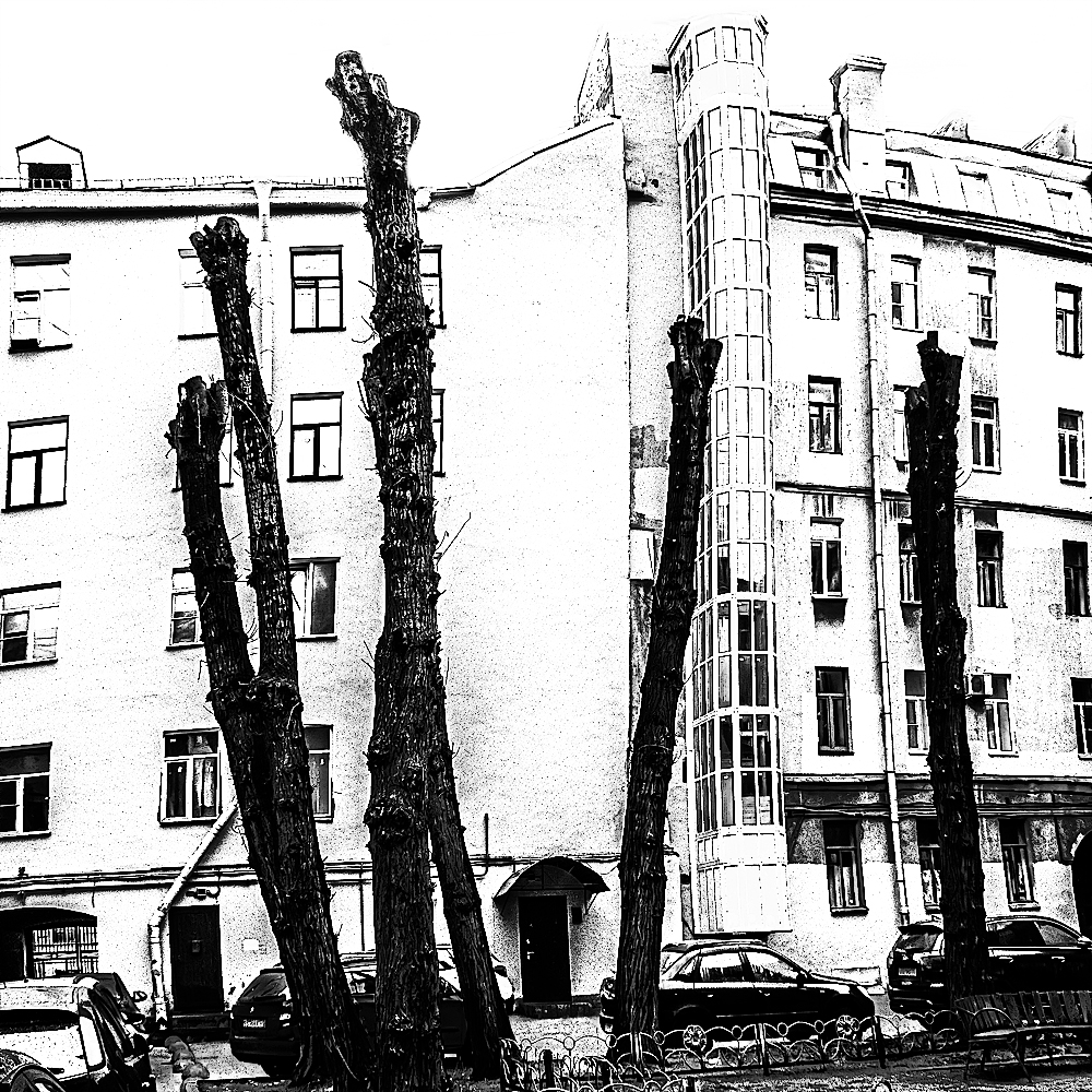 Тополя.