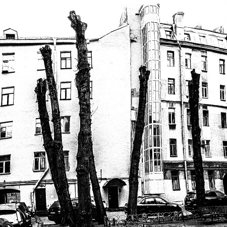 Тополя.