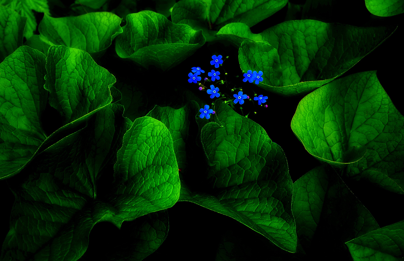 Природа-художник