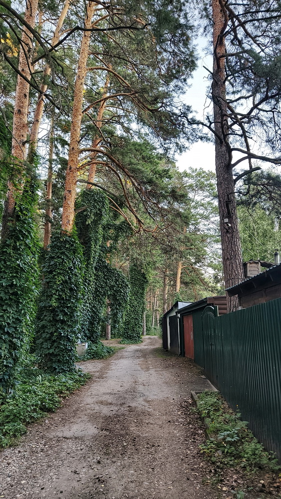 дикий виноград