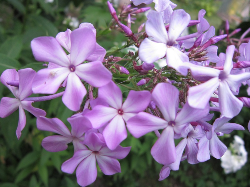 Флокс метельчатый Катарина