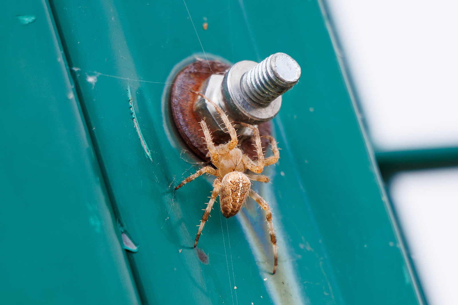 Крадется 🕷