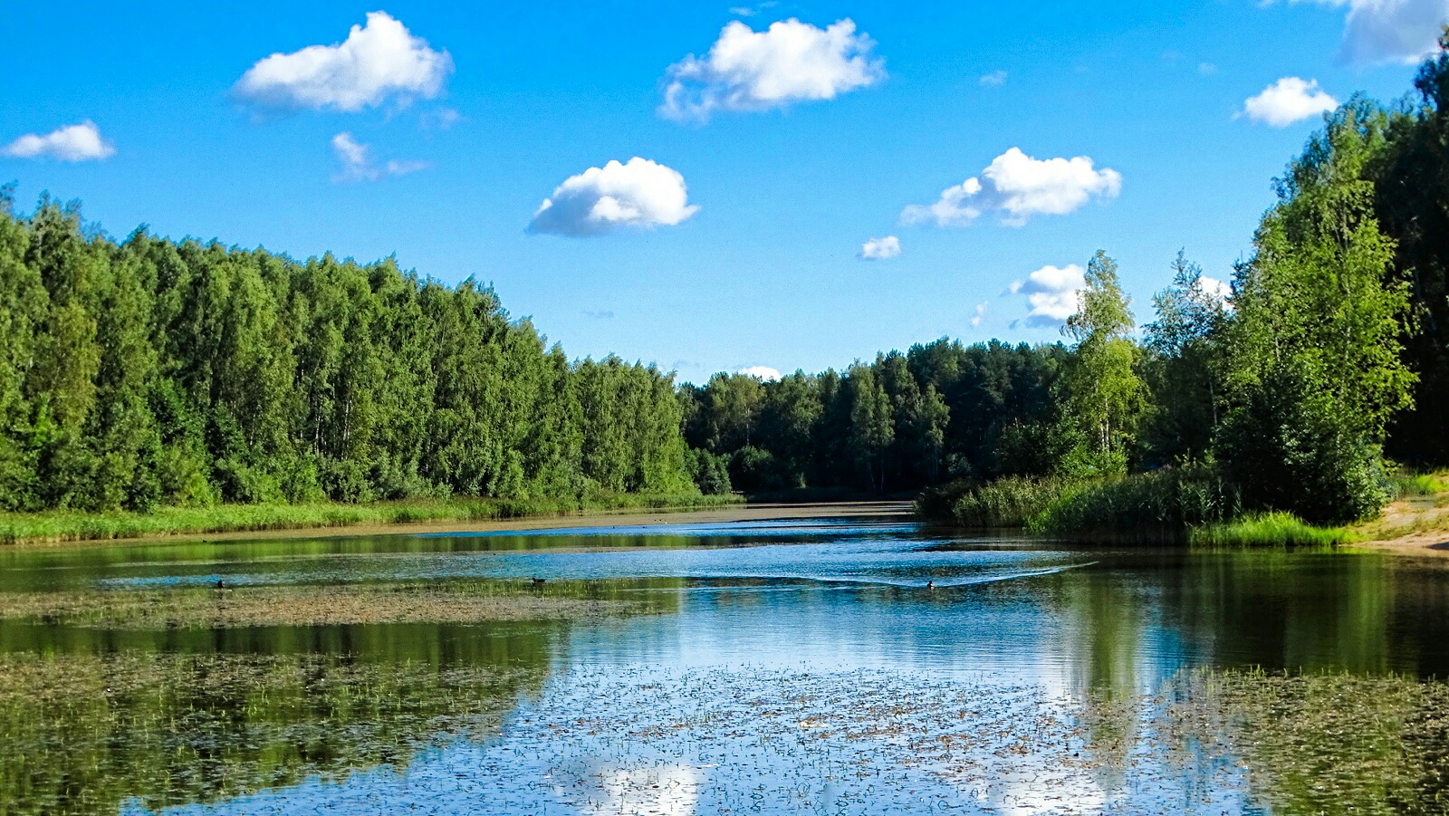 Природа Смоленщины 
