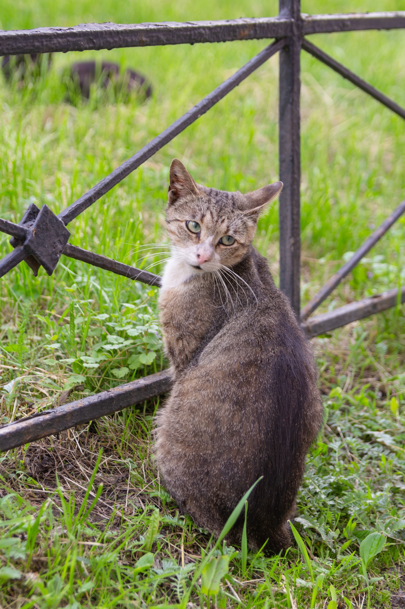 Кошка