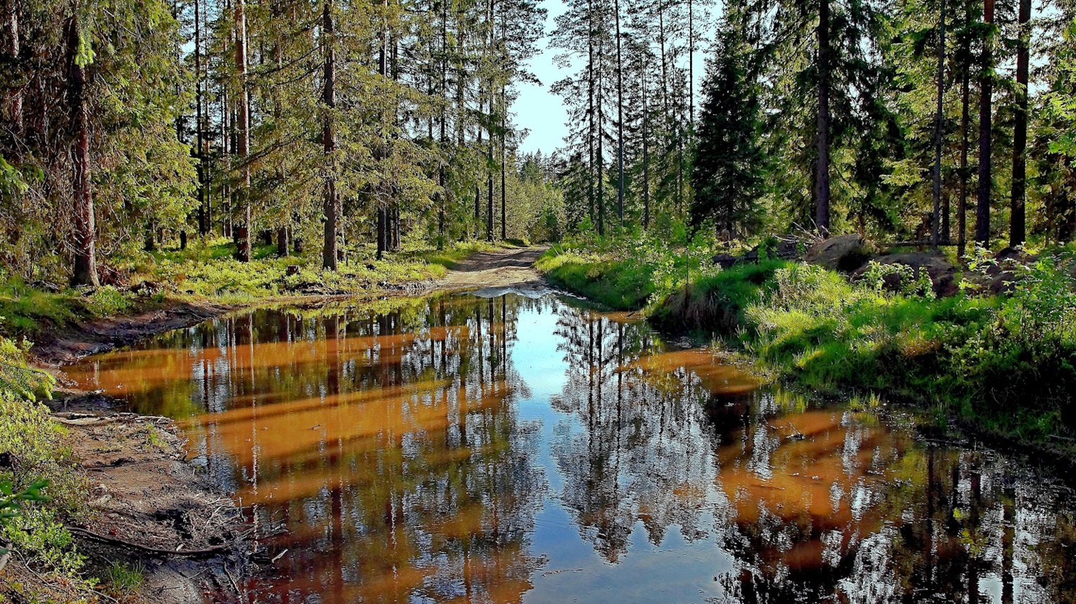Лесные дороги