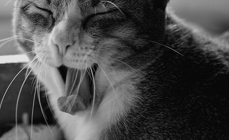 Big mouth