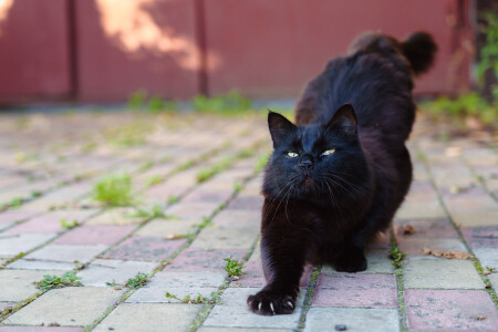 Кот