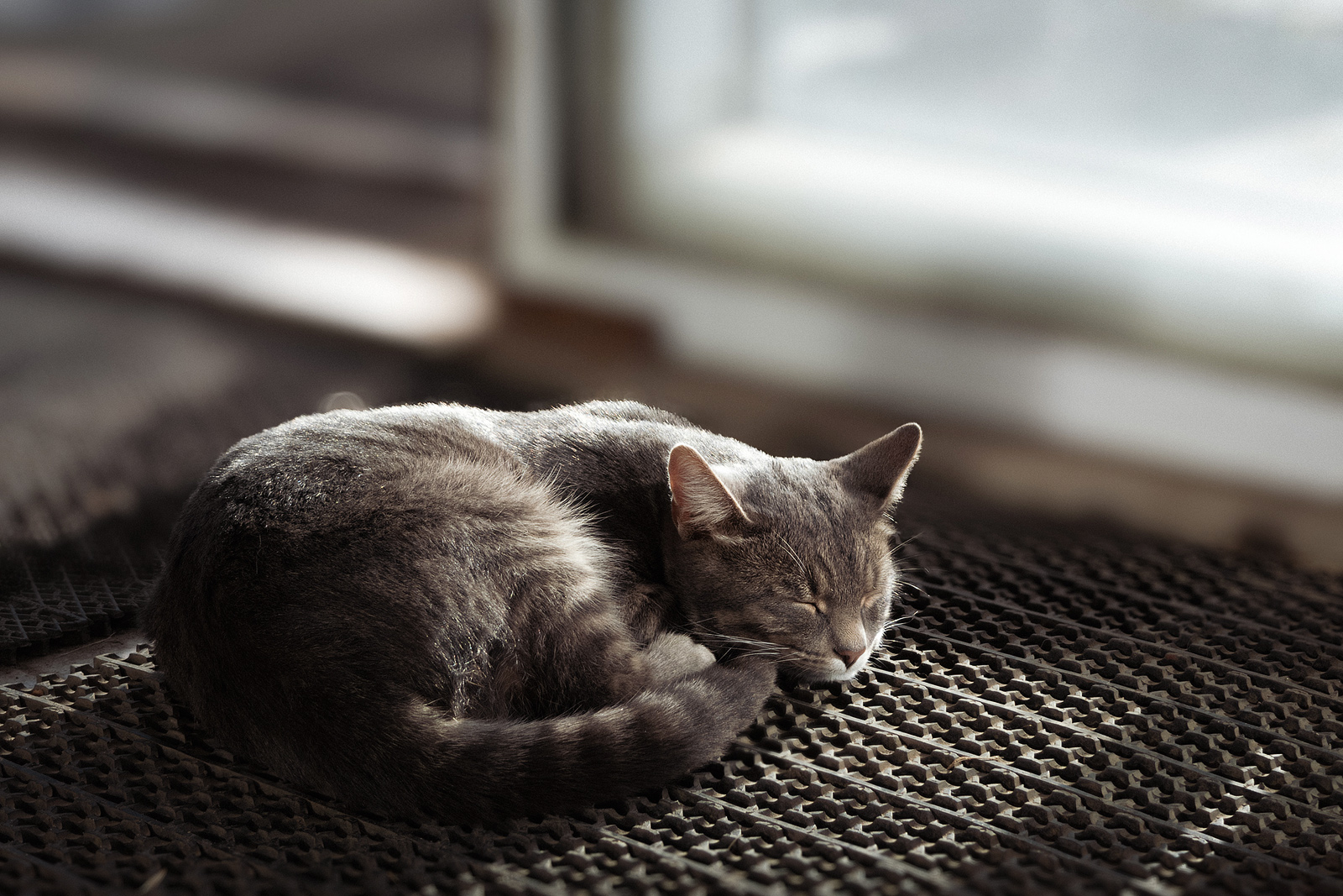 Послеобеденный сон 🐈