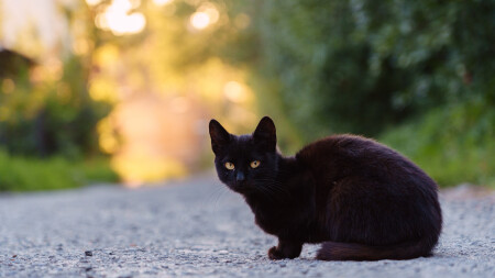 Кот