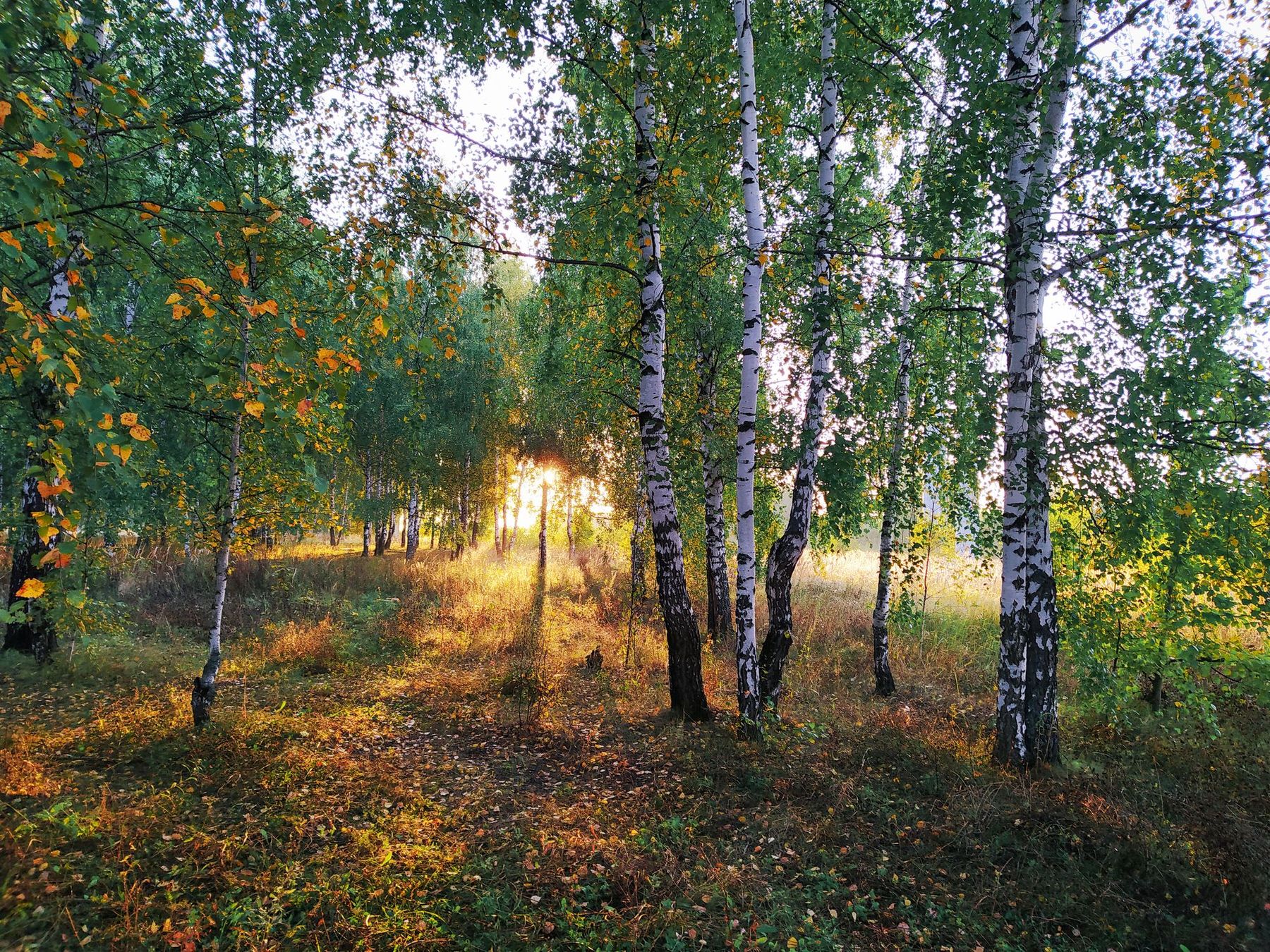 Березы