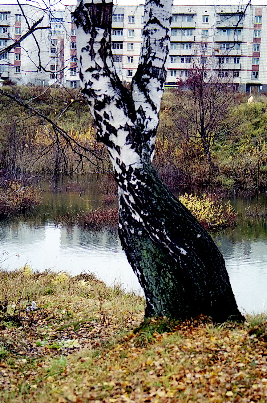 Вальс берез.