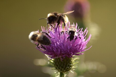 Стая пчел на медоносном чертополохе.