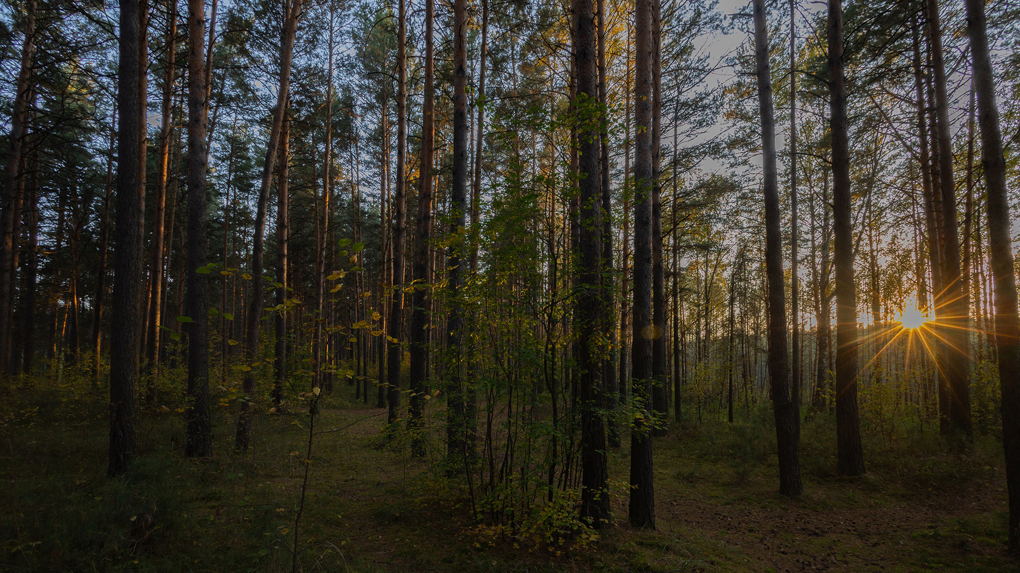 Закат в лесу