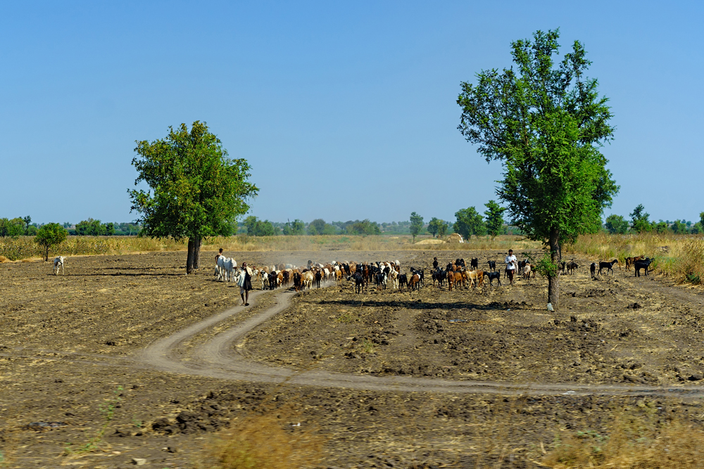 Дорога в Хампи. Карнатака.