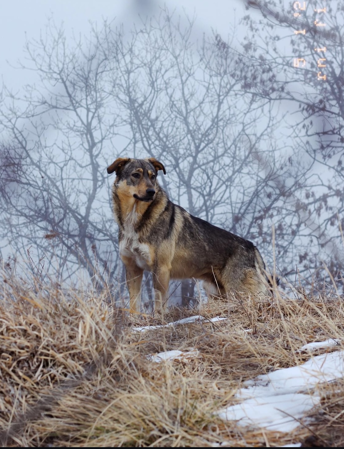 В туманных лесах
