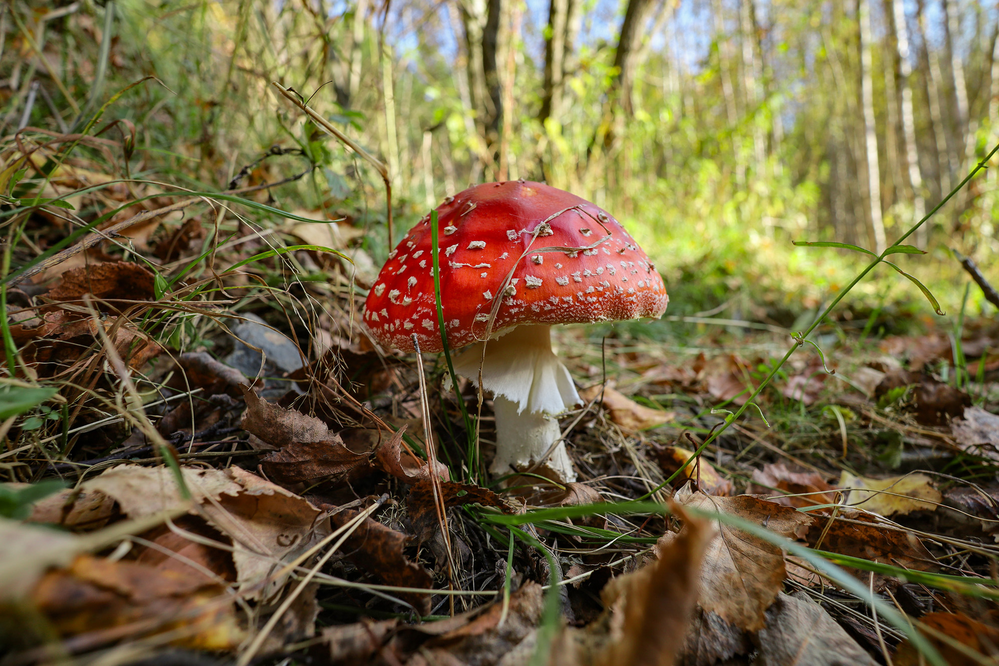 мухомор