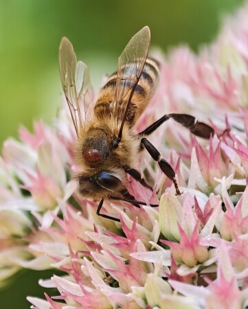 Пчелка на vivo