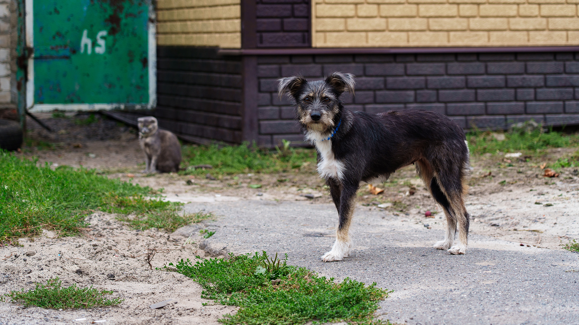Пёс и кот