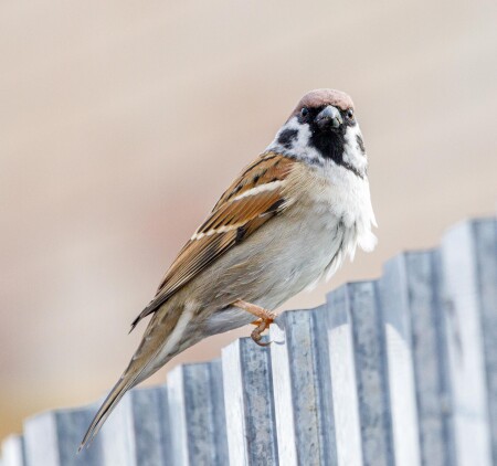 Чаво тебе, двуногий?