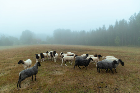 Утро на ферме