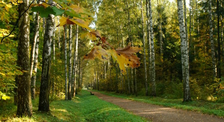 Осенняя аллея