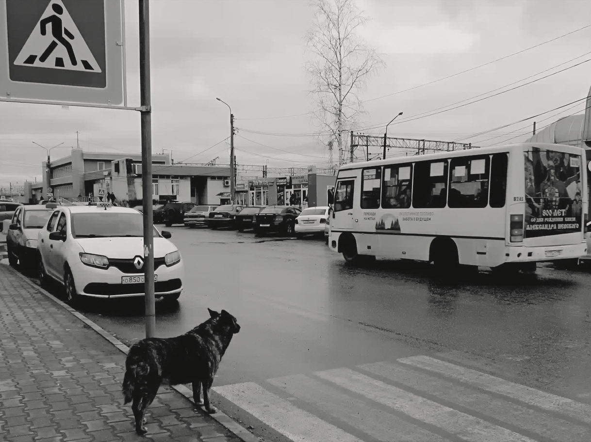 дисциплинированный пешеход