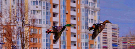 Знакомство с городом.