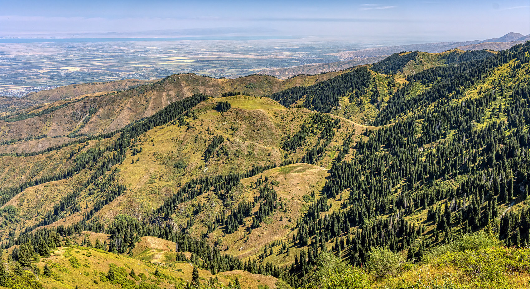 Горный ельник