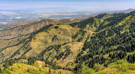 Горный ельник