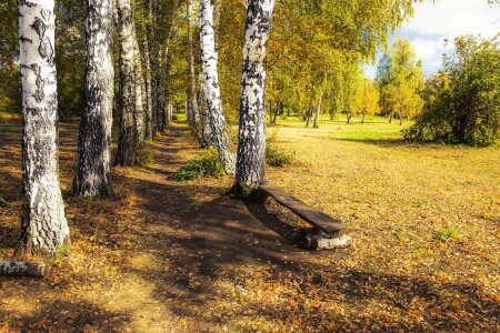 Скамейка у берёз