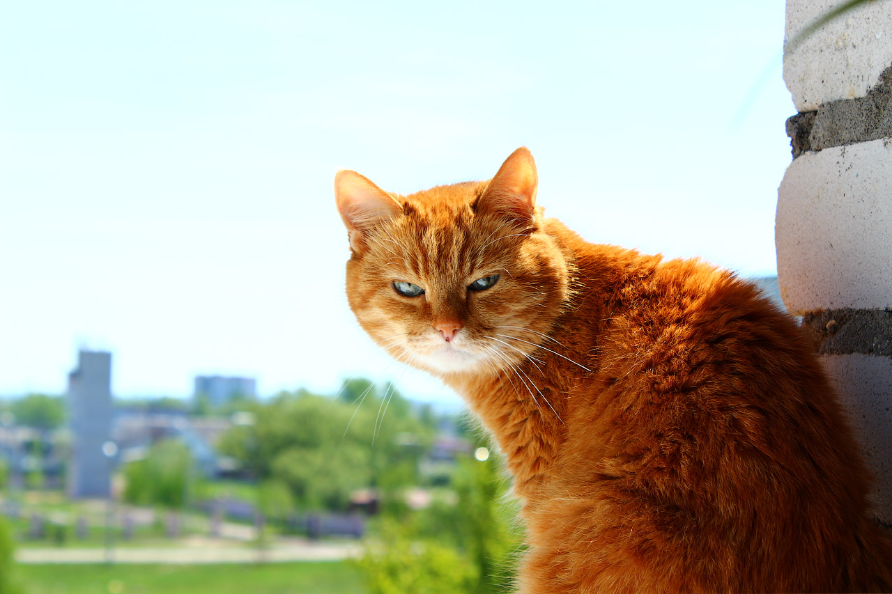 Котэ