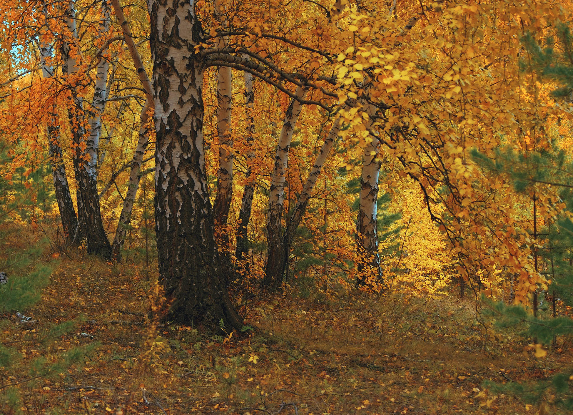 Золотая осень