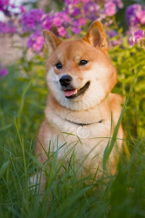 Летний вечер