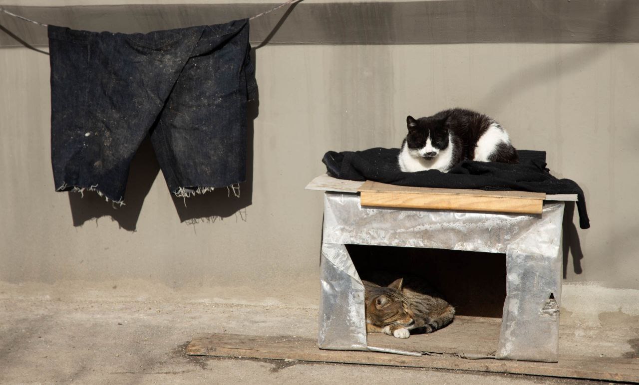Кошкин дом.