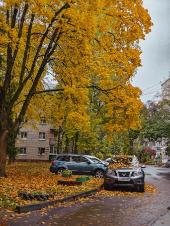 осенний камуфляж