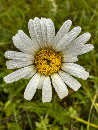 Октябрьская ромашка