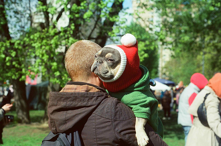 Бульдог в колпачке эльфа 
