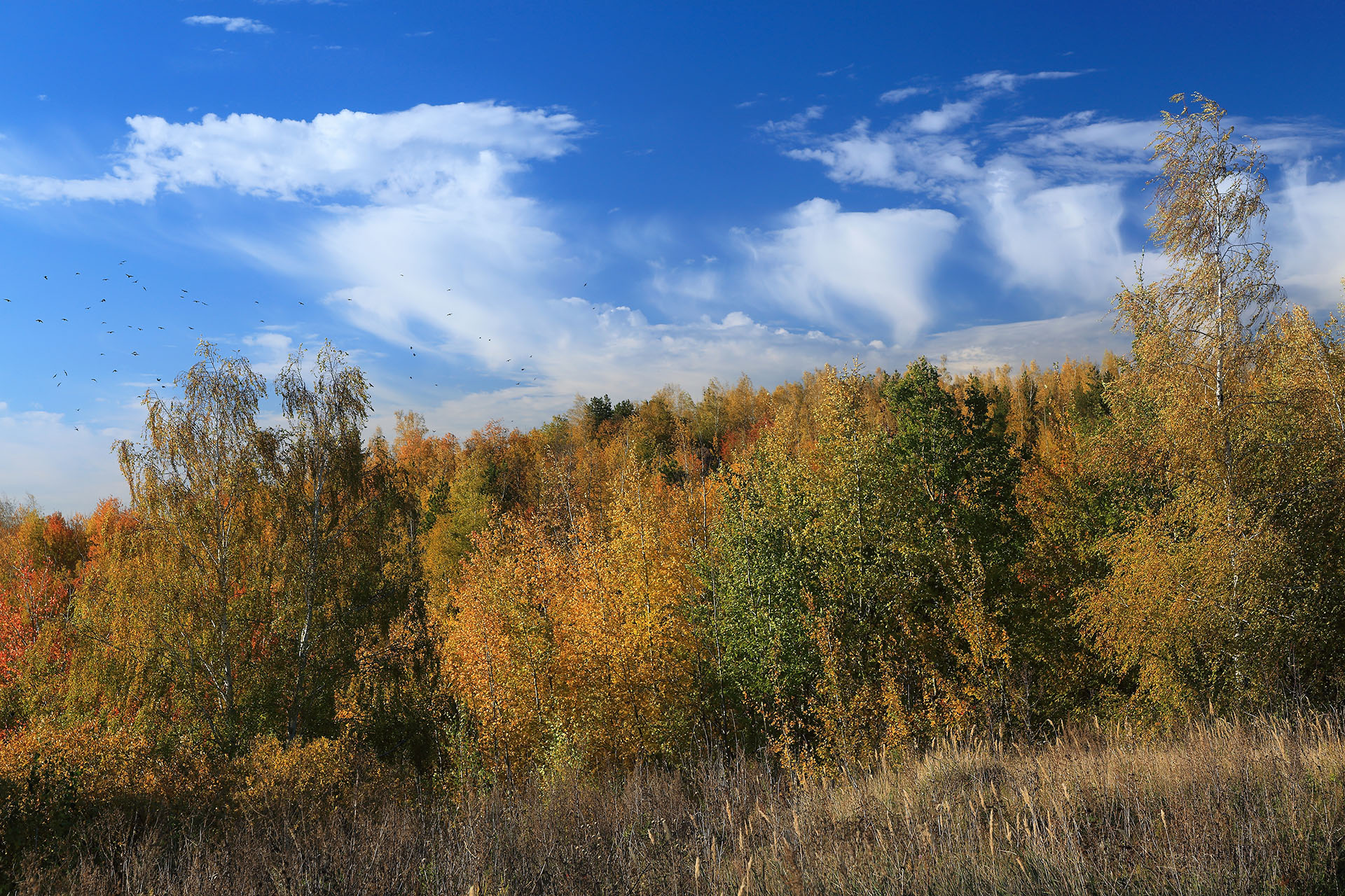 Все краски осени