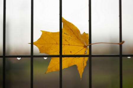 Осень за забором