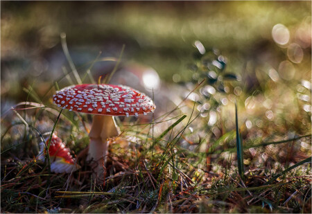 Мухоморчик