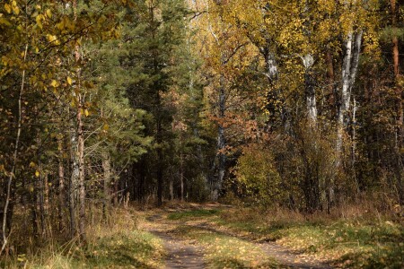 Лесная дорога