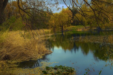 Заросший пруд