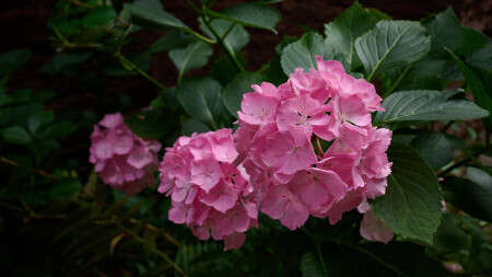 Гортензия крупнолистная (Hydrangea macrophylla)