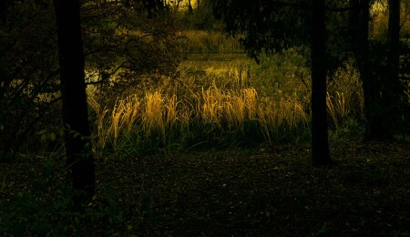 Вечерний пруд